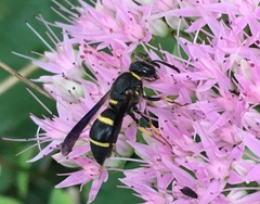 Euodynerus foraminatus