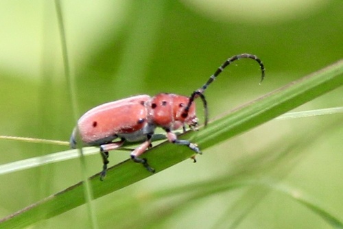 Texas Milkweed Beetle photo 4