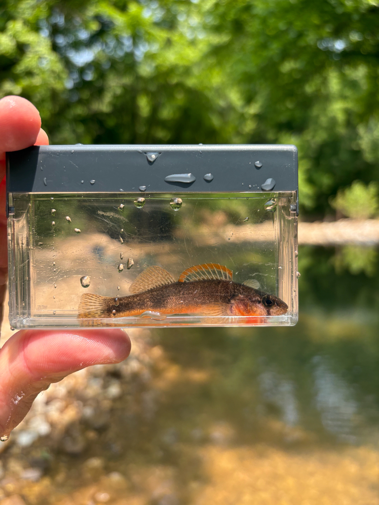 Autumn Darter