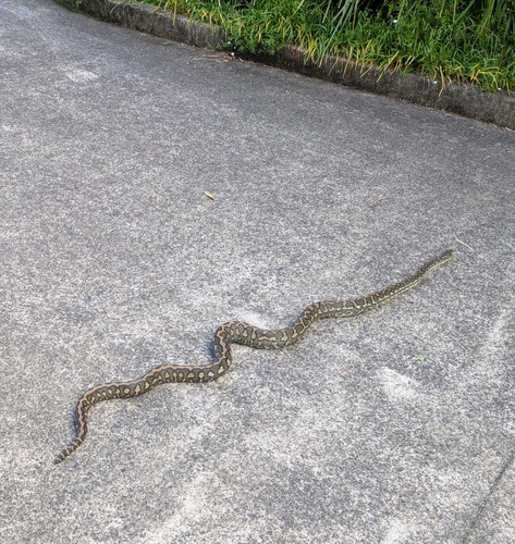 Coastal Carpet Python sighting