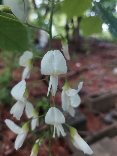 Kentucky yellowwood (Cladrastis kentukea)