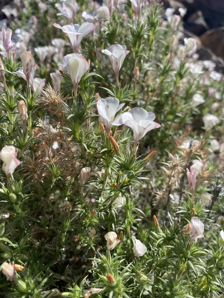 Granite Prickly Phlox