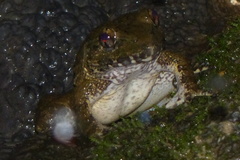 Limnonectes macrocephalus