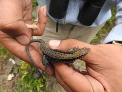 Holcosus undulatus stuarti