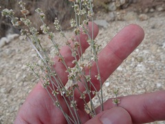 Eriogonum polycladon