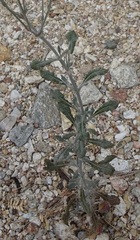 Eriogonum polycladon