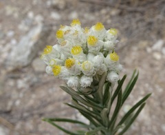 Pseudognaphalium leucocephalum