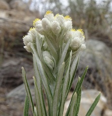 Pseudognaphalium leucocephalum