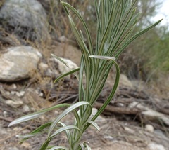 Pseudognaphalium leucocephalum