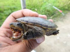 Claudius angustatus