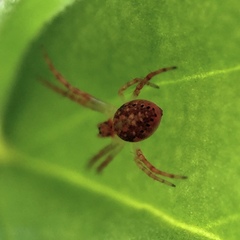 Araneinae
