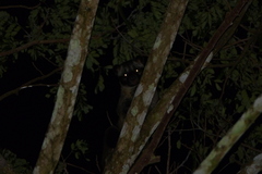 Paradoxurus philippinensis