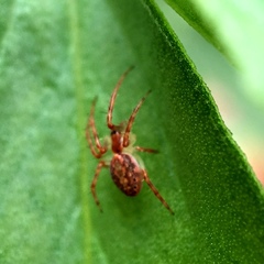 Araneinae
