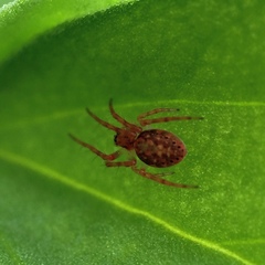 Araneinae