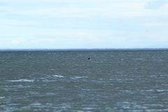 Phocoena phocoena phocoena