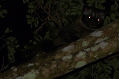 Paradoxurus philippinensis