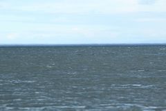 Phocoena phocoena phocoena