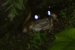 Limnonectes macrocephalus