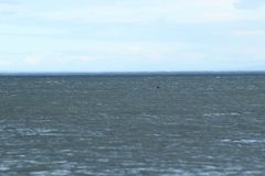 Phocoena phocoena phocoena