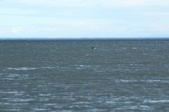 Phocoena phocoena phocoena