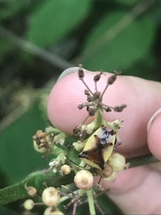 Elasmostethus atricornis