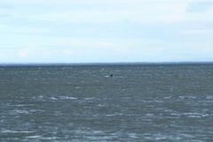 Phocoena phocoena phocoena