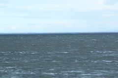 Phocoena phocoena phocoena