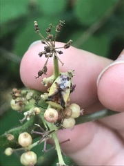 Elasmostethus atricornis