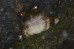 Limnonectes macrocephalus