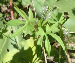 Ipomoea barbatisepala