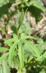 Ipomoea barbatisepala