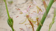 Oenothera cinerea cinerea