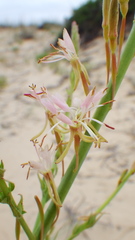 Oenothera cinerea cinerea