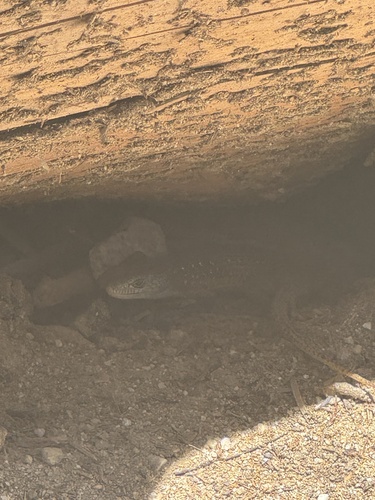 iNaturalist observation photo of Northern Alligator Lizard