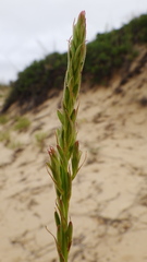 Oenothera cinerea cinerea