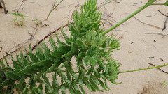 Oenothera cinerea cinerea