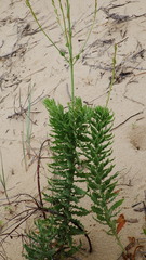 Oenothera cinerea cinerea
