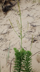 Oenothera cinerea cinerea