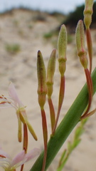 Oenothera cinerea cinerea