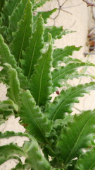 Oenothera cinerea cinerea