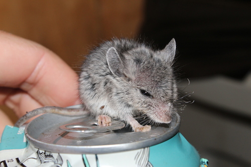 iNaturalist observation photo of North American Deer Mice