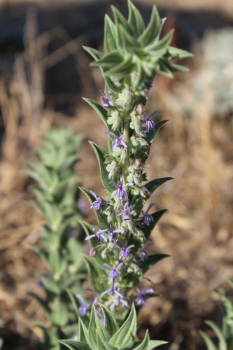 iNaturalist observation photo of Vinegar Weed