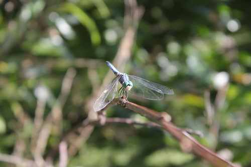 iNaturalist observation photo of Blue Dasher