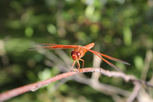 iNaturalist observation photo of Flame Skimmer