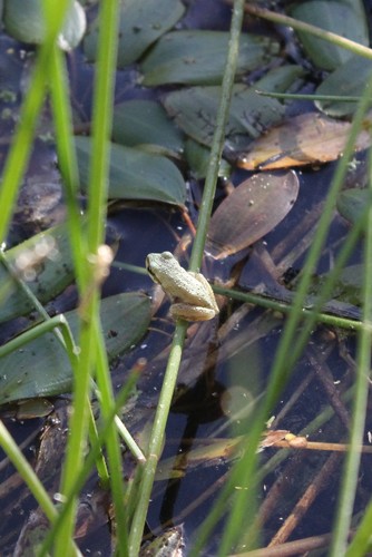 iNaturalist observation photo of Pacific chorus frog