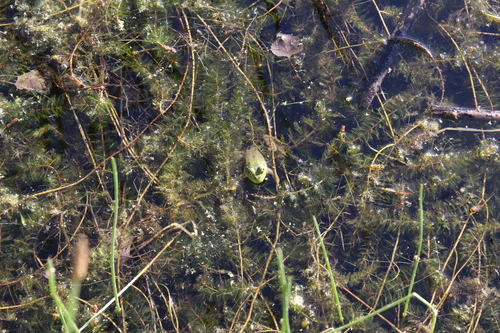 iNaturalist observation photo of Eurasian water-milfoil