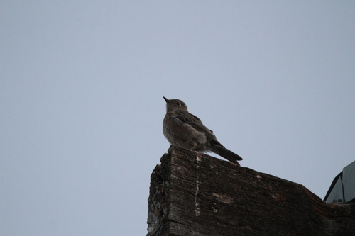 iNaturalist observation photo of Western Bluebird