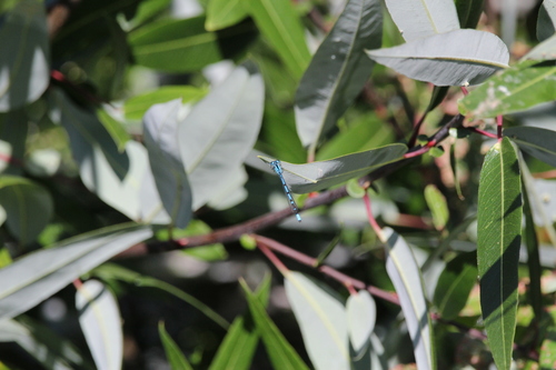 iNaturalist observation photo of Bluets