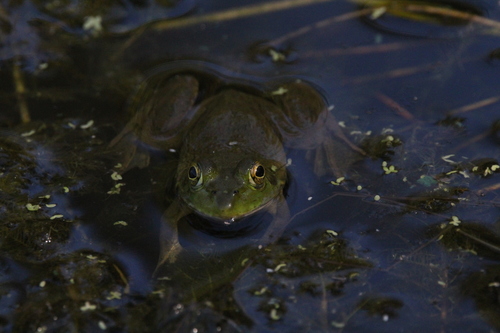 iNaturalist observation photo of American Bullfrog