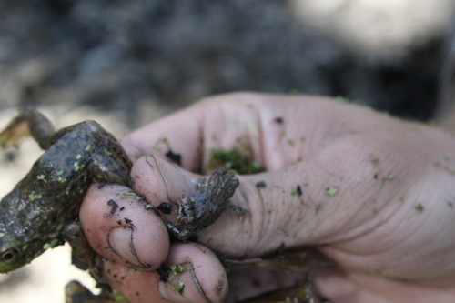 iNaturalist observation photo of Western Toad